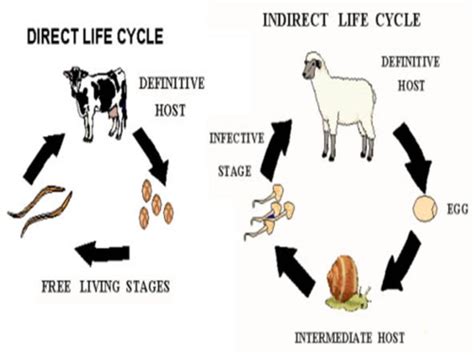 ecology exam 2 chapter 15 Flashcards | Quizlet