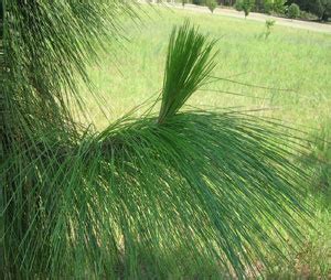 Longleaf Pine Tree | Pine Tree Family | Willis Orchards