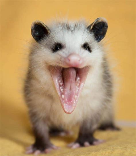 Pin by Angie Clatterbuck on animaliyos | Baby possum, Animals wild, Opossum