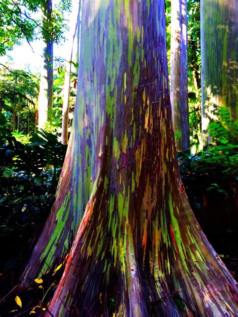 54 best images about Rainbow Eucalyptus on Pinterest | Trees, Oahu ...