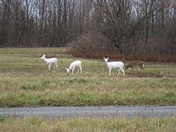 Seneca white deer Facts for Kids