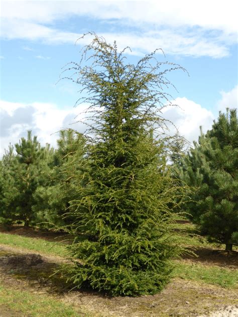 Tsuga canadensis | Canadian hemlock, Eastern Hemlock - Van den Berk ...