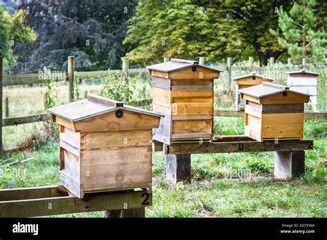 Beekeeping: several modern wooden beehives, encouraging bees for pollination and honey ...