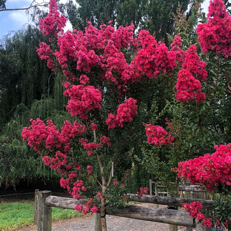 Tuscarora Crepe Myrtle | Lagerstroemia indica | Blerick Tree Farm