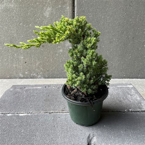 Indoor Bonsai - Etsy