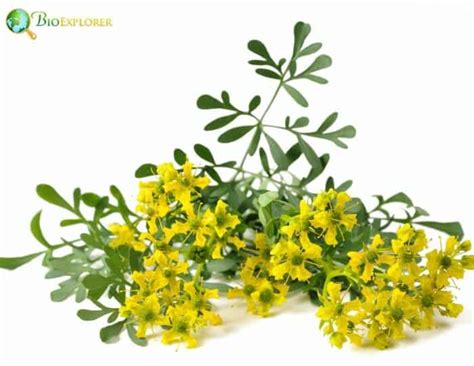 Rue Flower | Ruta graveolens | herb-of-grace | BioExplorer.net