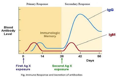 Primary and secondary immune response - Online Science Notes