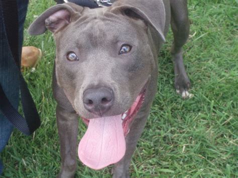 My baby, Blue - PitBulls Photo (7438672) - Fanpop