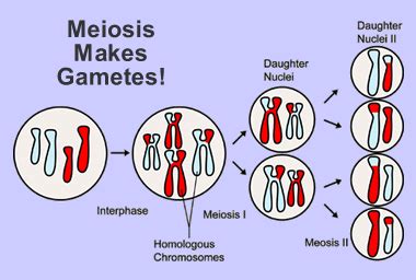 Meiosis Gametes Cells - emsekflol.com