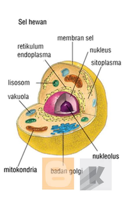 Nama Nama Sel Hewan Dan Fungsinya - Homecare24
