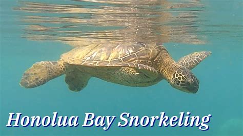 Maui - Honolua Bay Best Snorkeling with Turtles & mini easy Hike Tips You MUST Know Before ...