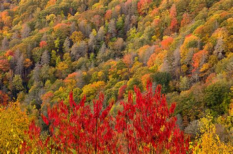 Colors of Fall | Great Smoky Mountains National Park | The Photography of Jeremy Brasher