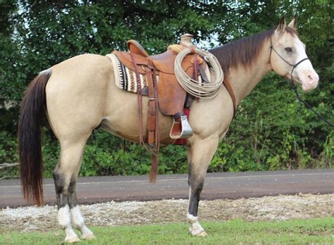 Buckskin Horse / Beautiful Buckskin Mustang For All Horse Lovers Out There Follow My Pins Horses ...