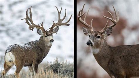 Differences Between Whitetail and Mule Deer – Omega Outdoors