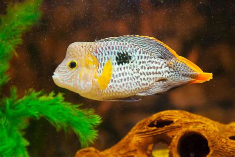 Aequidens rivulatus. Green Terror Cichlid in aquarium. | Aquariadise