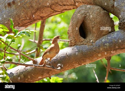 Rufous Hornero at the entrance to his earth nest - Pantanal Stock Photo ...