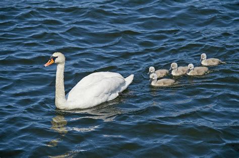 Swan With Its Cygnets Swimming Photograph by Animal Images | Fine Art America