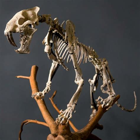 Sabertooth Tiger Fossil Skeleton – SkullStore Inc.