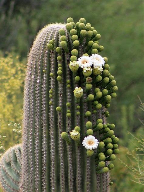 Saguaro Cactus Flowers – Verna and Bob's Weblog