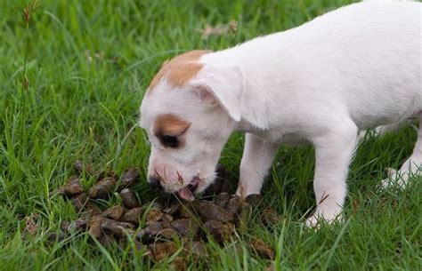 Why Has My Dog Started To Eat Poop