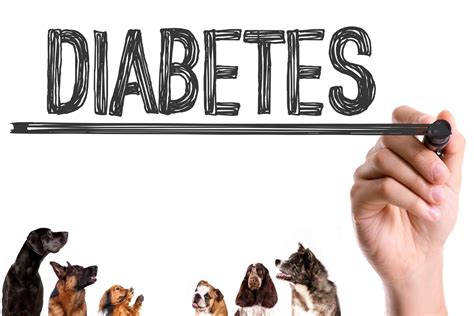 How Common Is Dog Diabetes