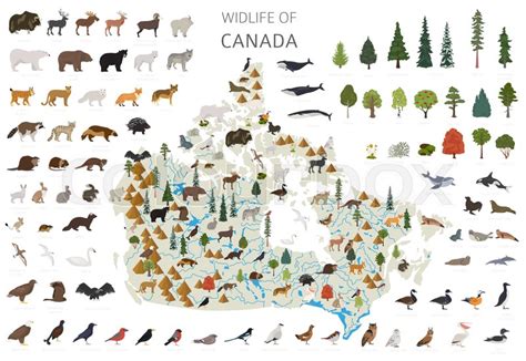 Flat design of Canada wildlife. ... | Stock vector | Colourbox