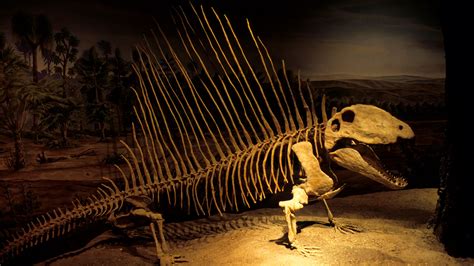 Dimetrodon