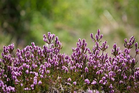 Heather Flower Free Stock Photo - Public Domain Pictures