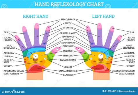 Teeth Reflexology Analogy Chart German Cartoon Vector | CartoonDealer.com #56775943