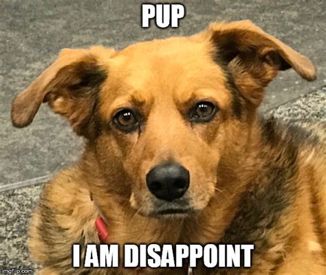 Pup I Am Disappoint - Imgflip