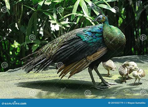 The Mother Peacock is Looking for Food with Her Children. Stock Image ...