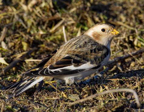 Snow Bunting... | Male. Cockerham, Lancs. | Craig Bell | Flickr