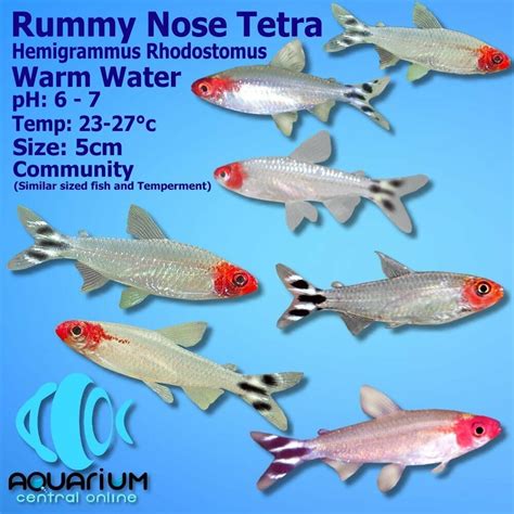 Tetra - Rummy Nose Tetra (Hemigrammus Rhodostomus ) 3.5cm - Aquarium ...