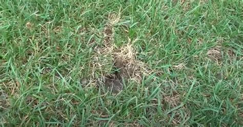 What Causes Small Round Holes In Lawn