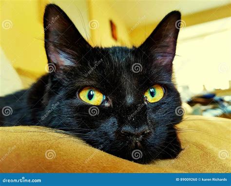 Cat Eyes Amber Stock Photos - Download 847 Royalty Free Photos