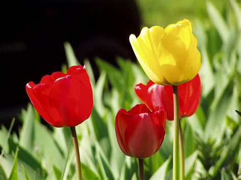 Free Images : meadow, flower, petal, tulip, spring, red, color, garden, wildflower, flowers ...