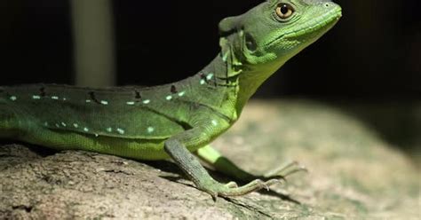 Common basilisk (Basiliscus basiliscus) in the natural habitat in the forest of Costa Rica ...