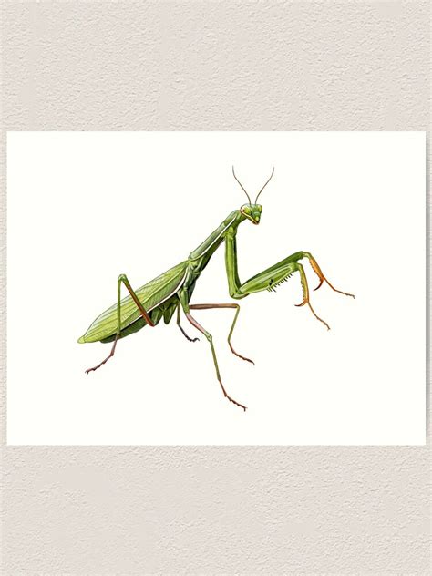 "Praying Mantis" Art Print for Sale by kokayart | Redbubble