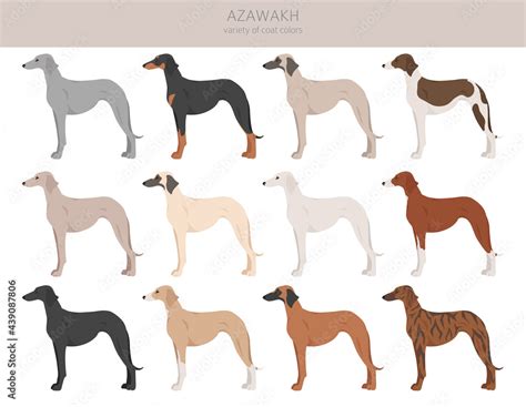 Azawakh all colours clipart. Different coat colors and poses set Stock Vector | Adobe Stock