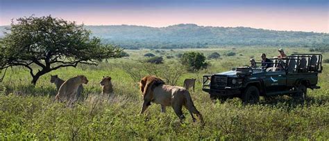 South Africa Safari Adventure: Private Game Reserves & Cape Town | Zicasso