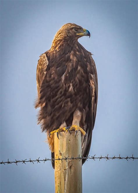 Golden Eagle off of Highway 1, California, USA. : r/birding