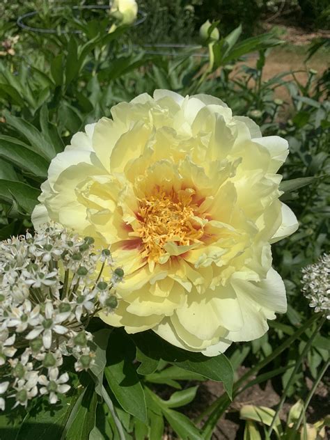 Peony season - Country Home & Blooms