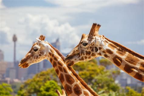 Taronga Zoo Giraffes Sydney Australia Stock Photo - Image of tourism ...