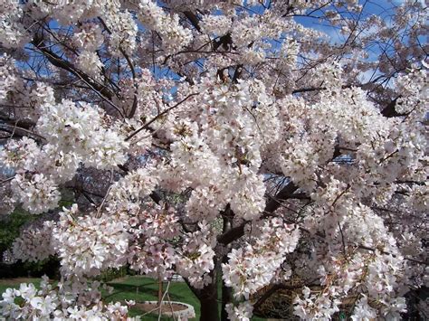 Dogwood Tree Pictures, Facts on Dogwood Trees