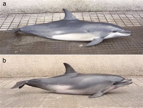 Carcasses of two female Clymene dolphins stranded in beach of Rodiles... | Download Scientific ...