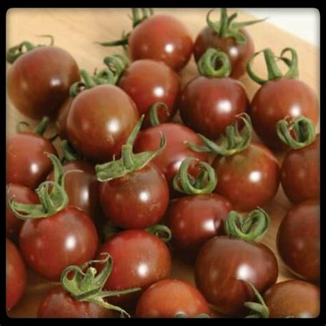 25 Chocolate Cherry Tomato Seeds in 2022 | Tomato seeds, Growing tomatoes from seed, Growing ...