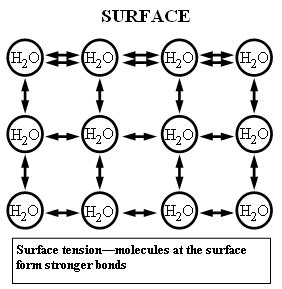 Surface Tension (Water Properties), USGS Water Science School