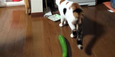 Cat Is SHOCKED To Discover He's Being Stalked By A Cucumber - The Dodo