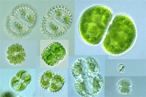 Protist Images: Cosmarium