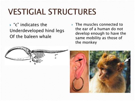 PPT - EVIDENCE FOR EVOLUTION PowerPoint Presentation, free download ...